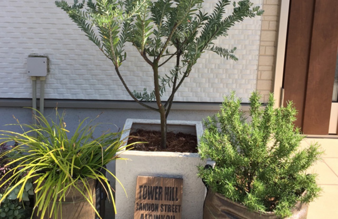 植物男子