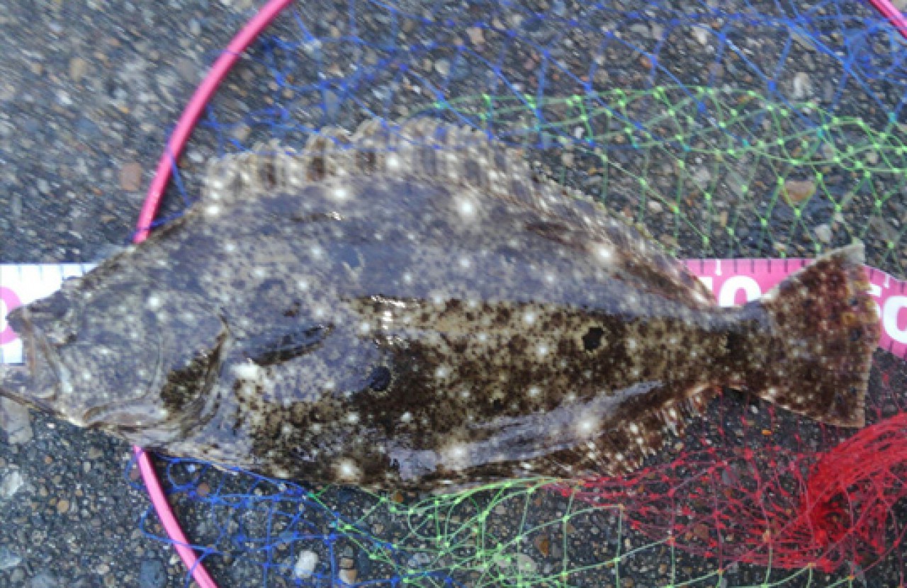 50cmのヒラメ