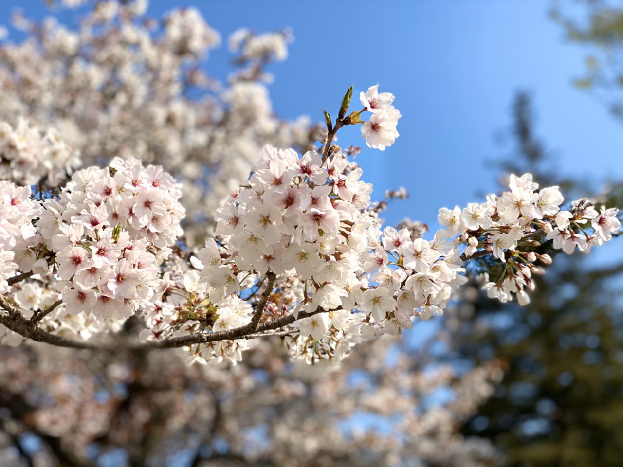 桜を見ましょう