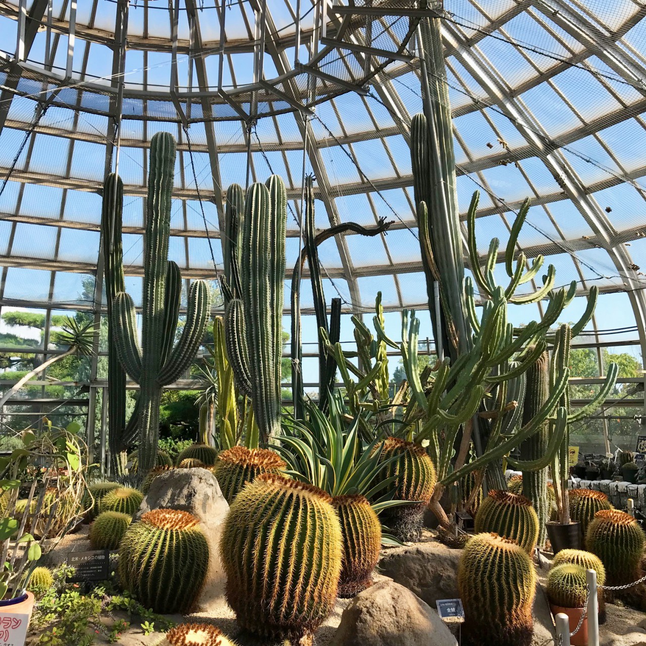 手柄山温室植物園