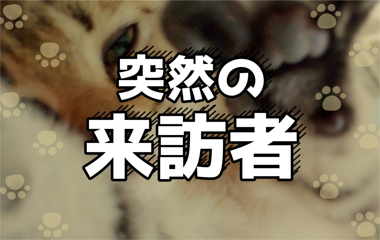 突然の来訪者