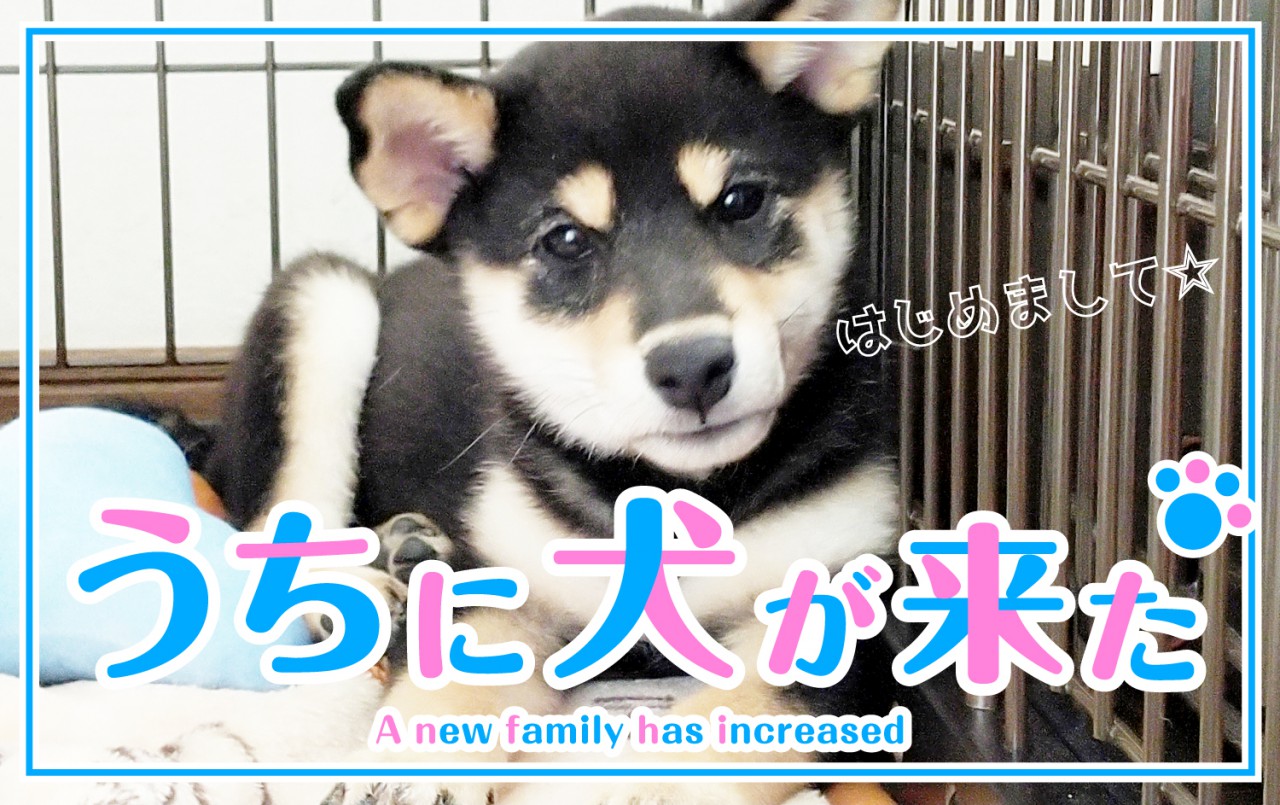 うちに犬が来た