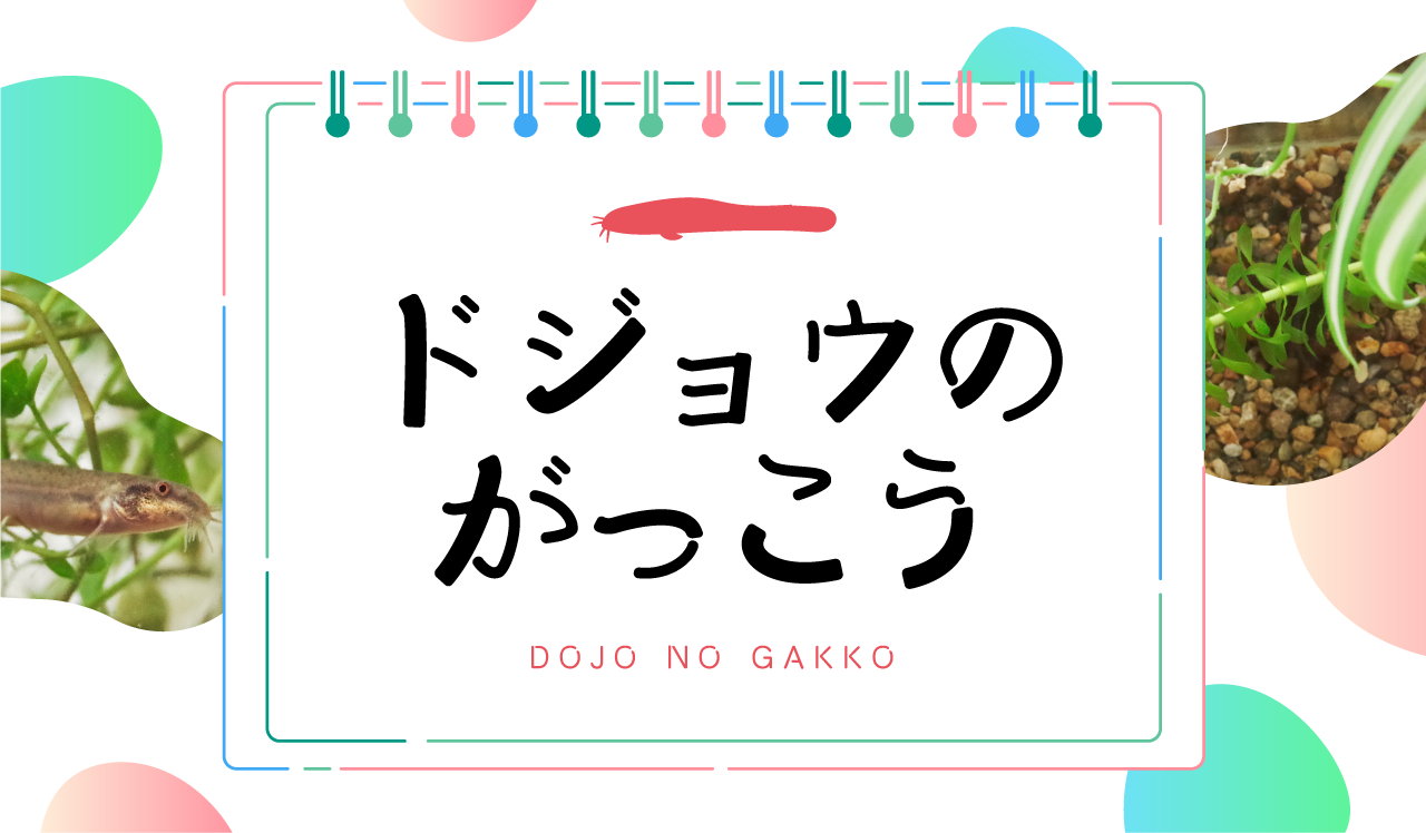 ドジョウのがっこう