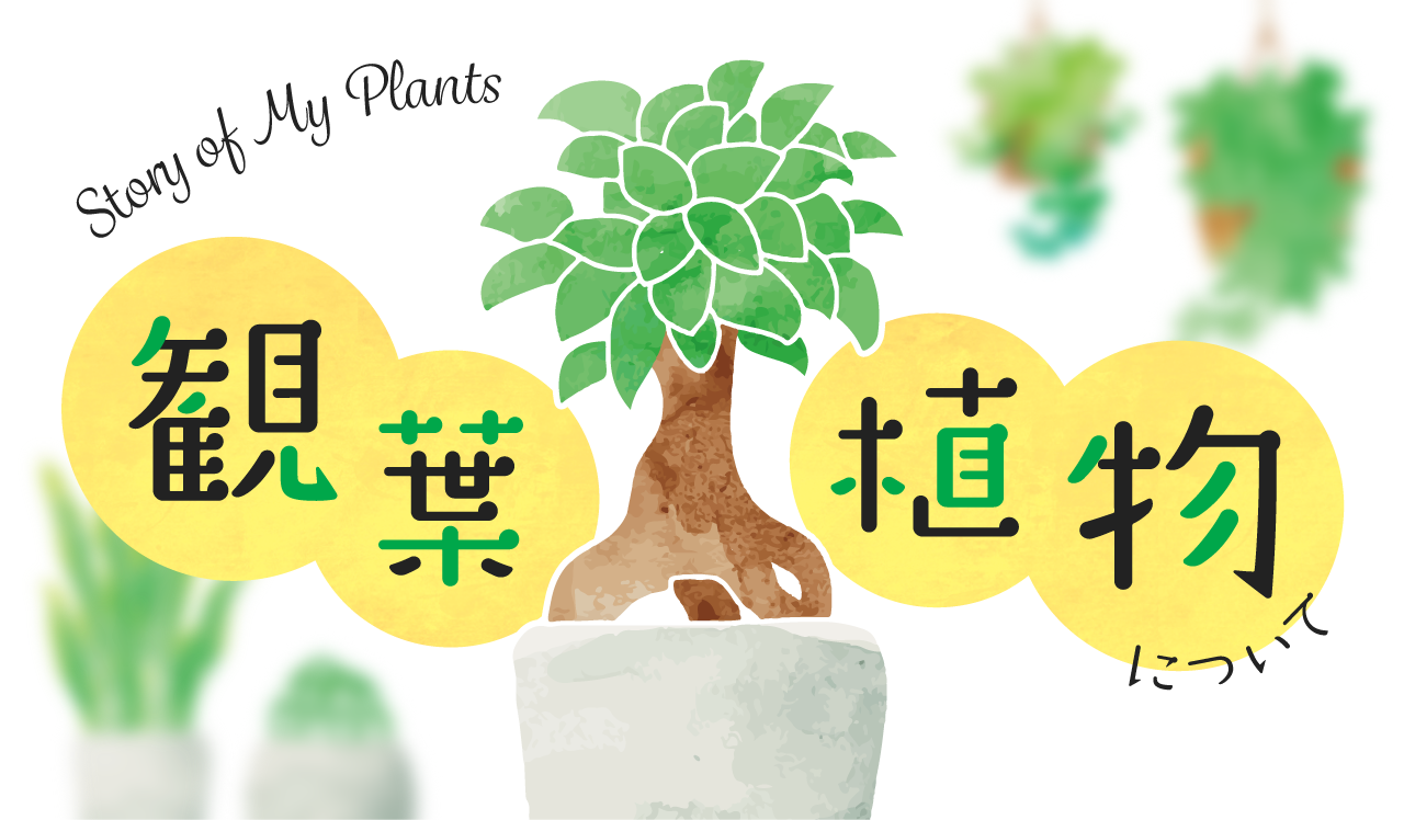 観葉植物について